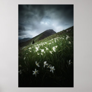 Blume Poster