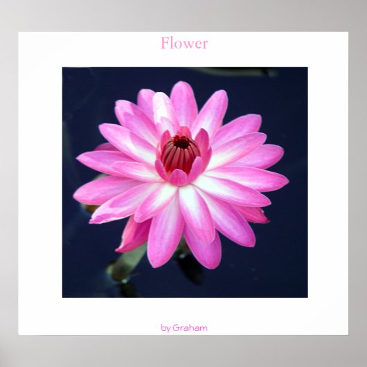Blume Poster (Vorne)