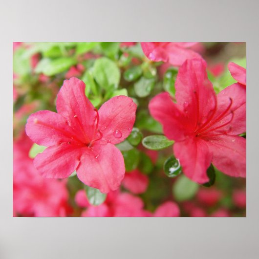 Blume Poster (Vorne)