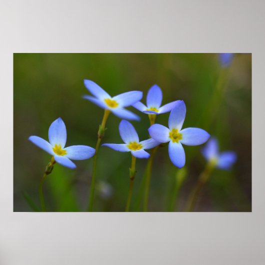 Blume Poster (Vorne)