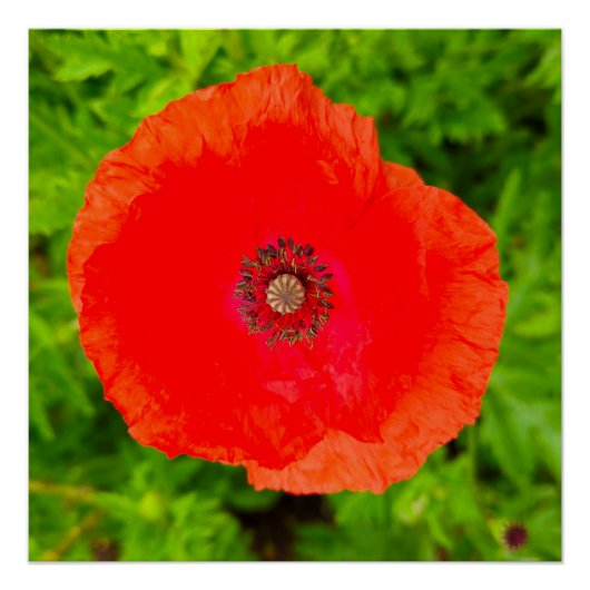 Blume Poster (Vorderseite)