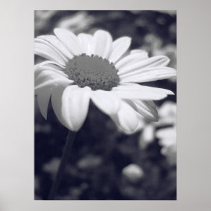 Blume Poster