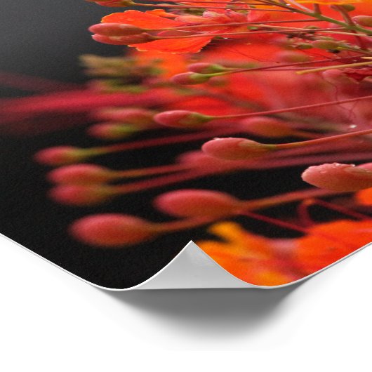 Blume Poster (Ecke)