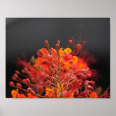 Blume Poster (Vorne)