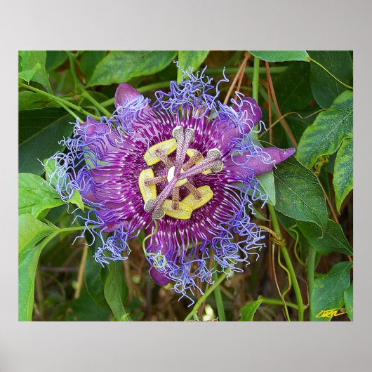 Blume Poster (Vorne)