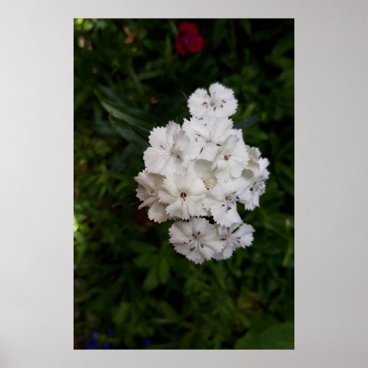 Blume Poster (Vorne)