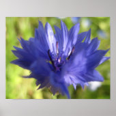 Blume Poster (Vorne)