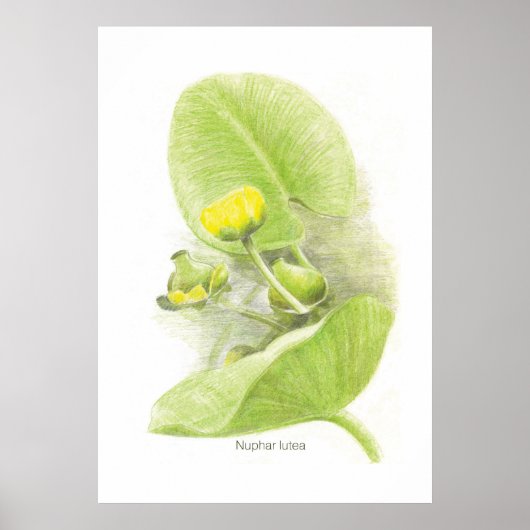 Blume Poster (Vorne)