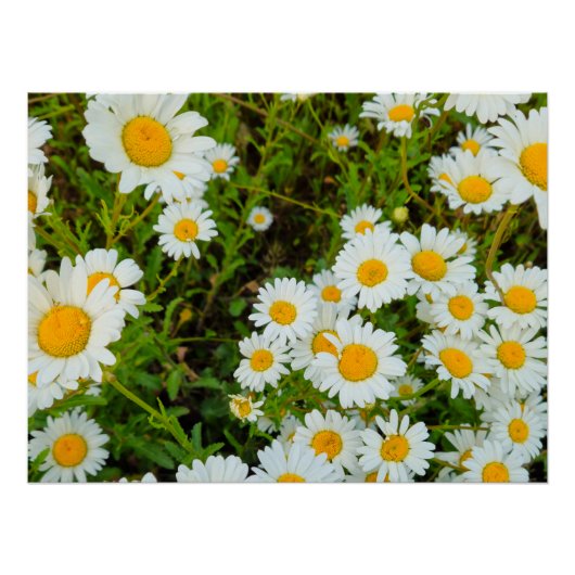 Blume Poster (Vorderseite)