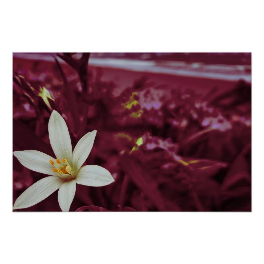 Blume Poster (Vorderseite)