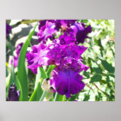 Blume Poster (Vorne)