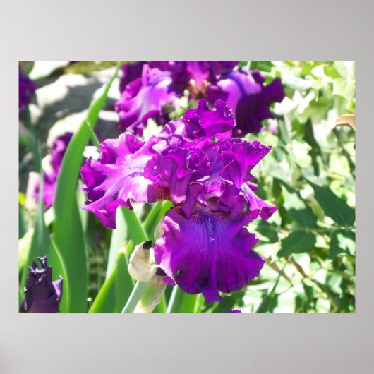 Blume Poster (Vorne)