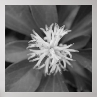 Blume Poster