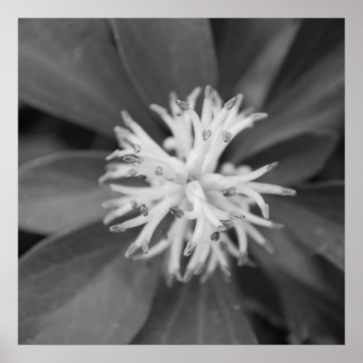 Blume Poster (Vorne)