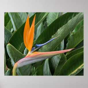 Blume-Poster "Bird of Paradise" Poster
