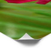 Blume-Poster für atemberaubende Rot-und Weißkosmos Poster (Ecke)