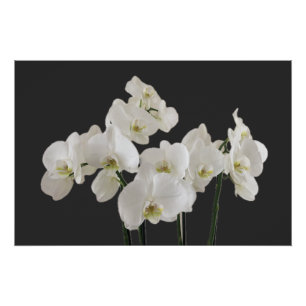 Blume-Poster Poster