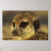 Blume Poster - Royal Whiskers Collection (Vorne)