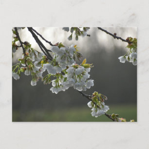 Blume Postkarte