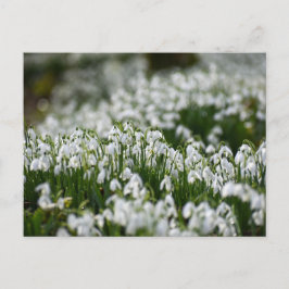 Blume Postkarte