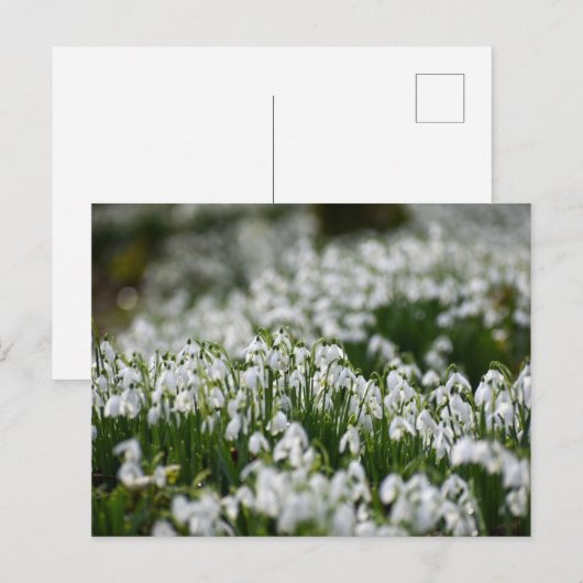 Blume Postkarte (Vorne/Hinten)