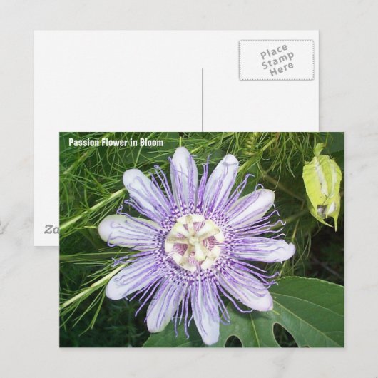 Blume Postkarte (Vorne/Hinten)