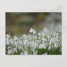 Blume Postkarte