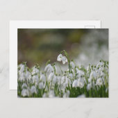 Blume Postkarte (Vorne/Hinten)