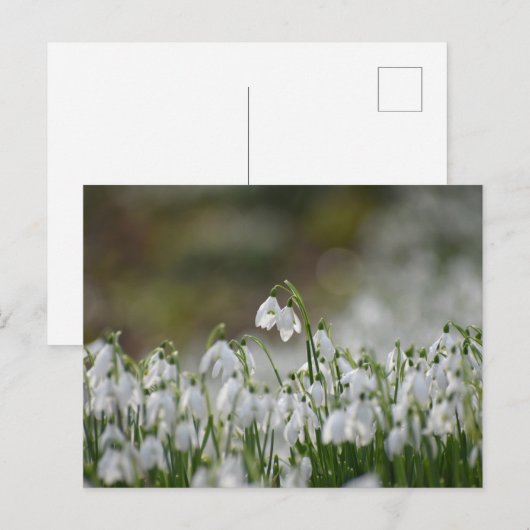 Blume Postkarte (Vorne/Hinten)