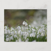 Blume Postkarte (Vorderseite)