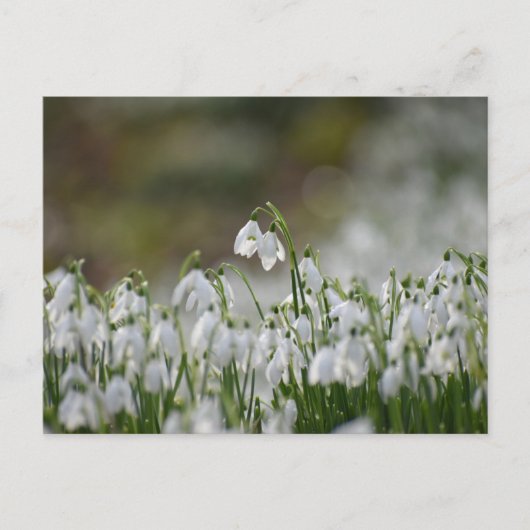 Blume Postkarte (Vorderseite)