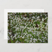 Blume Postkarte (Vorne/Hinten)