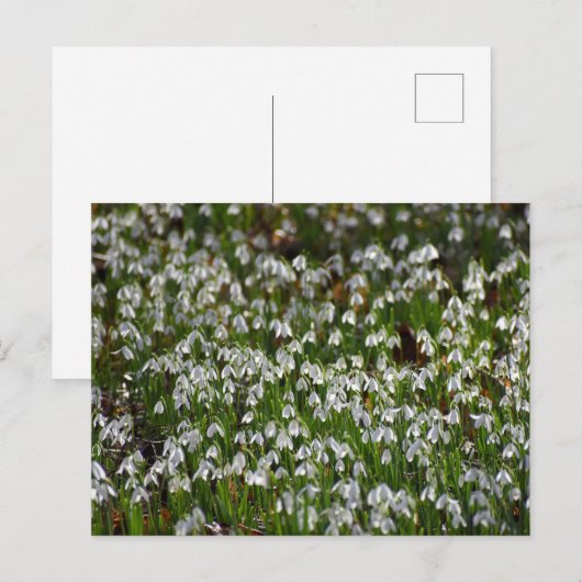 Blume Postkarte (Vorne/Hinten)