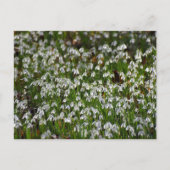 Blume Postkarte (Vorderseite)