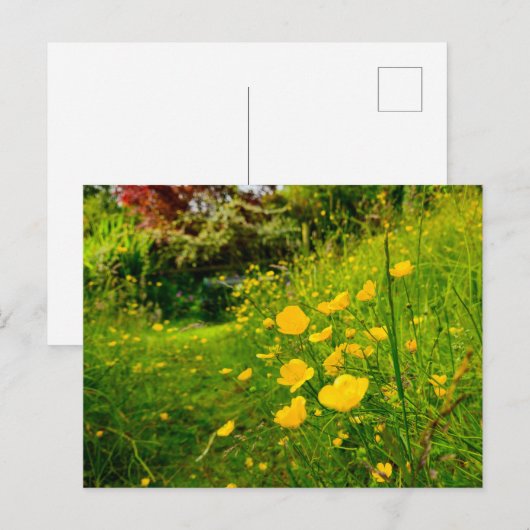 Blume Postkarte (Vorne/Hinten)