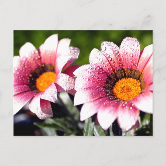 Blume Postkarte (Vorderseite)