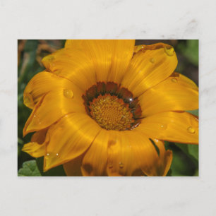 Blume Postkarte