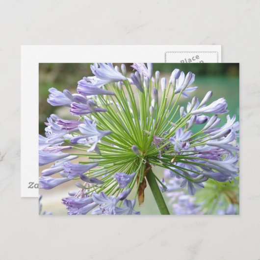 Blume Postkarte (Vorne/Hinten)