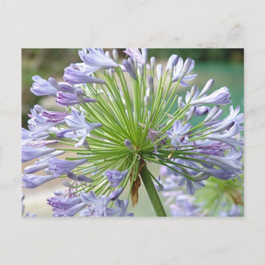 Blume Postkarte (Vorderseite)