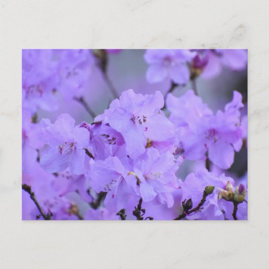 Blume Postkarte (Vorderseite)