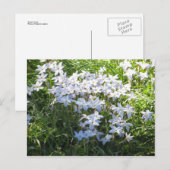 Blume Postkarte (Vorne/Hinten)