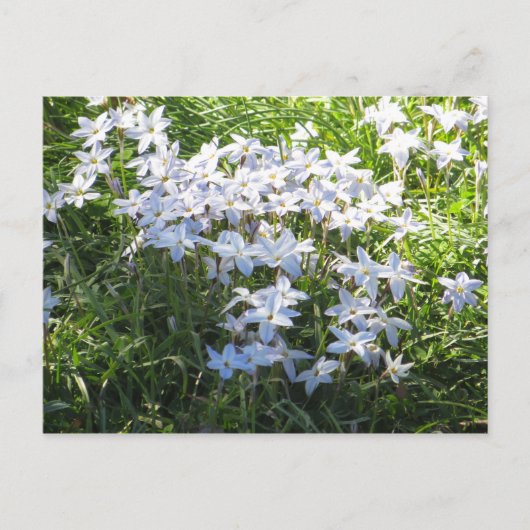Blume Postkarte (Vorderseite)