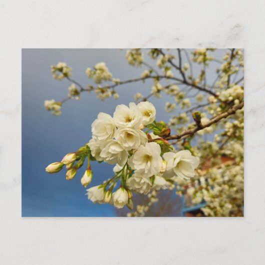 Blume Postkarte (Vorderseite)