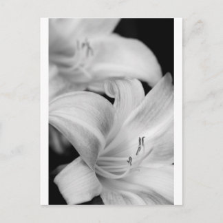 Blume Postkarte