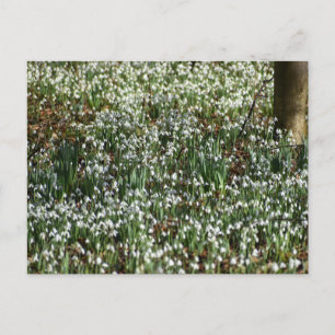 Blume Postkarte