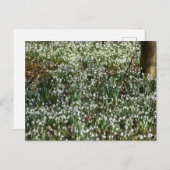 Blume Postkarte (Vorne/Hinten)