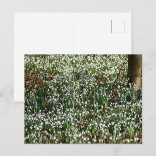 Blume Postkarte (Vorne/Hinten)