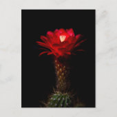 Blume Postkarte (Vorderseite)