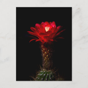 Blume Postkarte