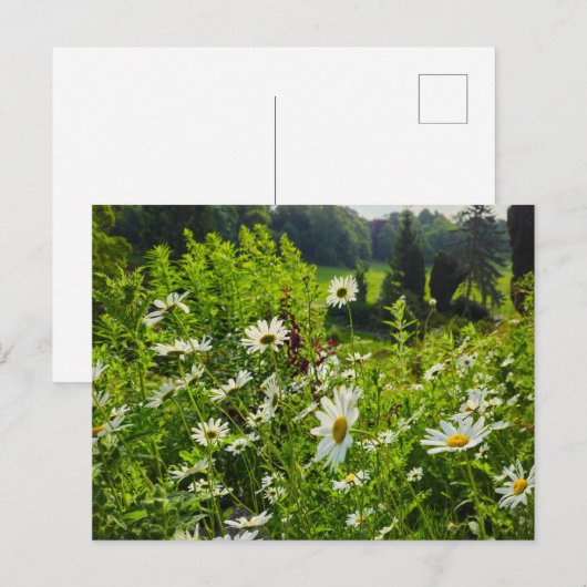 Blume Postkarte (Vorne/Hinten)